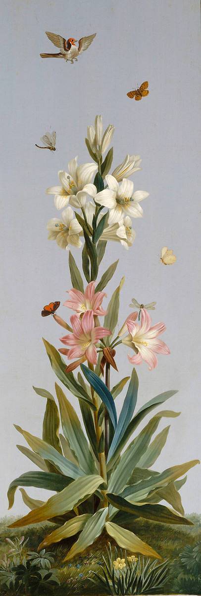 Lys blanc, Amaryllis belladonne by Etienne Dubois le Père – Art print, wall  art, posters and framed art