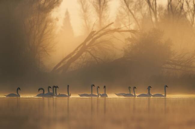 Swans community Judy Tseng