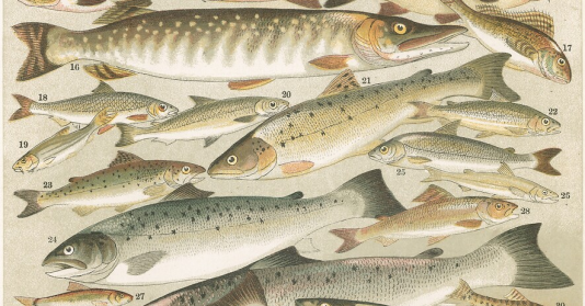 Freshwater Fish print by English School