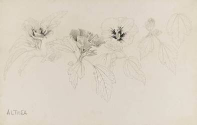 Althéa (Emile Gallé) - Muzeo.com