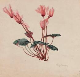 Cyclamen (Emile Gallé) - Muzeo.com