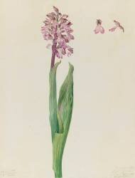 Etude d'orchis militaire (Orchis militaris) (Emile Gallé) - Muzeo.com