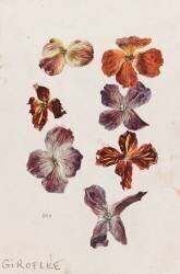 Giroflée (Emile Gallé) - Muzeo.com