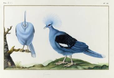 Goura (Gaëtan du Châtenet) - Muzeo.com