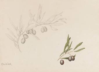 Olivier (Emile Gallé) - Muzeo.com