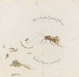 sans titre (Emile Gallé) - Muzeo.com