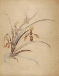 sans titre (Emile Gallé) - Muzeo.com