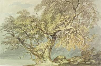 A Great Tree (Joseph Mallord William Turner) - Muzeo.com