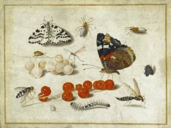 Butterfly (Jan van Kessel) - Muzeo.com