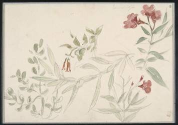 Fleurs de laurier-rose (Eugène Delacroix) - Muzeo.com