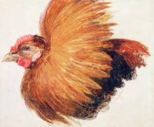 Game-Cock (Joseph Mallord William Turner) - Muzeo.com