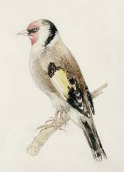 Goldfinch (Joseph Mallord William Turner) - Muzeo.com