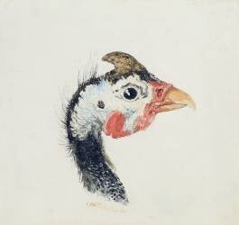 Guinea Fowl (Joseph Mallord William Turner) - Muzeo.com