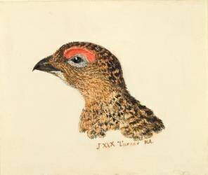 Head of Grouse (Joseph Mallord William Turner) - Muzeo.com