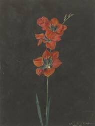 Lelie (F. L. Hoffmann) - Muzeo.com