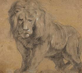 Lion (Peter Paul Rubens) - Muzeo.com