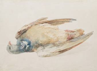 Pigeon (Joseph Mallord William Turner) - Muzeo.com