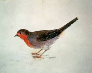 Robin (Joseph Mallord William Turner) - Muzeo.com