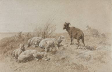 Sheep (Rosa Bonheur) - Muzeo.com