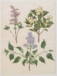Syringa persica (Hans Simon Holtzbecker) - Muzeo.com