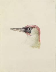 Woodpecker (Joseph Mallord William Turner) - Muzeo.com