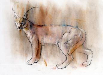 Arabian Caracal (Mark Adlington) - Muzeo.com