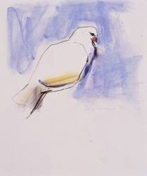Dove (Mark Adlington) - Muzeo.com
