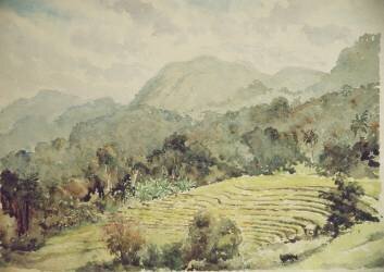 Elkaduwa (Wilson Clive) - Muzeo.com