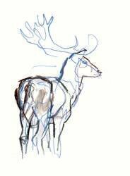 Fallow Buck (Mark Adlington) - Muzeo.com