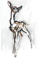 Gerenuk fawn (Mark Adlington) - Muzeo.com