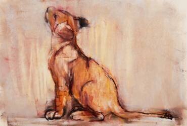 Golden cub (Mark Adlington) - Muzeo.com