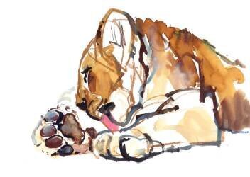 Grooming Cub (Mark Adlington) - Muzeo.com