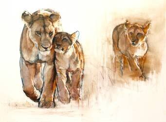 Jealous cub (Mark Adlington) - Muzeo.com