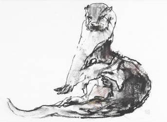 Lutra lutra (Mark Adlington) - Muzeo.com