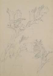 Poppy Leaves (Albert Williams) - Muzeo.com