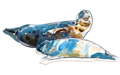 Seal mother (Mark Adlington) - Muzeo.com