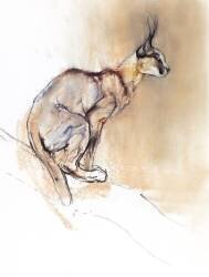 Seated Caracal (Mark Adlington) - Muzeo.com