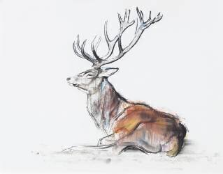 Seated Stag (Mark Adlington) - Muzeo.com