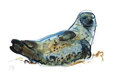 Westcove seal (Mark Adlington) - Muzeo.com