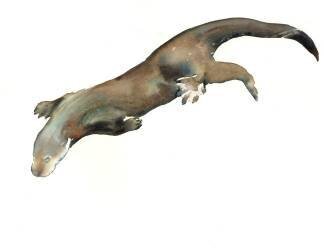 Young Otter (Mark Adlington) - Muzeo.com