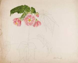 Abutilon (Emile Gallé) - Muzeo.com