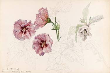 Althéa (Emile Gallé) - Muzeo.com