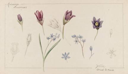 Anémones et scilles (Emile Gallé) - Muzeo.com