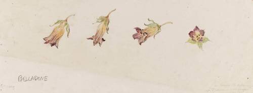 Belladone (Emile Gallé) - Muzeo.com