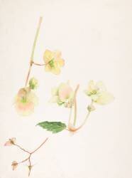 Branche de bégonia (Emile Gallé) - Muzeo.com