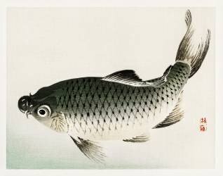 Carp (Kono Barei) - Muzeo.com