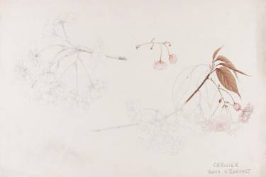 Cerisier (Emile Gallé) - Muzeo.com