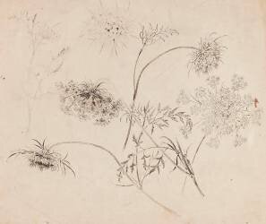 Ciguë (Emile Gallé) - Muzeo.com