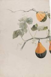 Coloquinte (cucurbitacées) - Etude de motif pied de lampe (Emile Gallé) - Muzeo.com