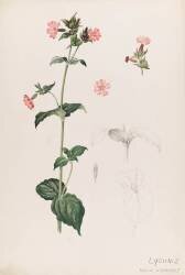 Compagnon rouge - Lychnis (Emile Gallé) - Muzeo.com